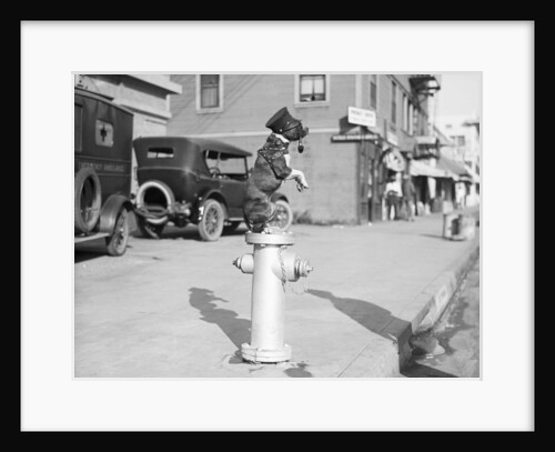 Dog Seated on Fire Hydrant by Anonymous