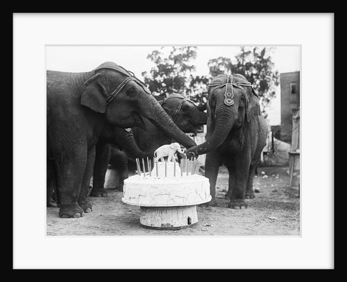 Ruth the Elephant Celebrating Her Birthday by Anonymous