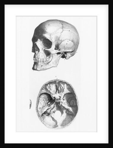 Illustration of a Human Skull by Anonymous