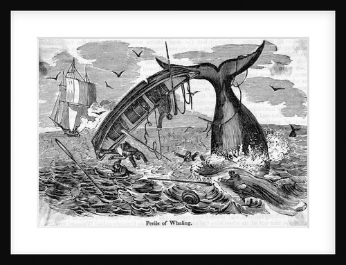 The Perils Of Whaling Boat Overturned by Anonymous