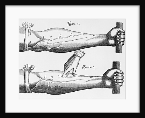Engraving of a Circulation Experiment by William Harvey