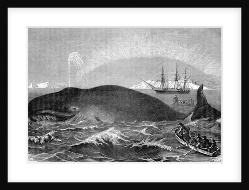 Illustration of Men Attacking Whale with Hand Harpoon by Anonymous