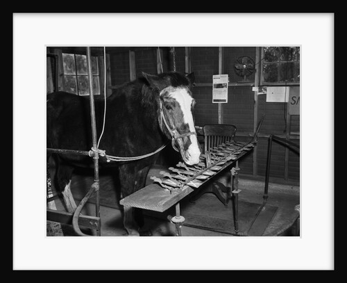 Lady Wonder The "Talking Horse" by Anonymous