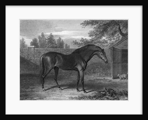 Racehorse Godolphin Arabian by Anonymous