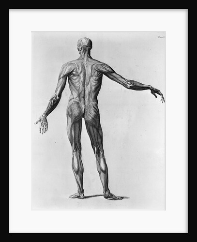 Anatomical Study of the Back of a Human by Anonymous