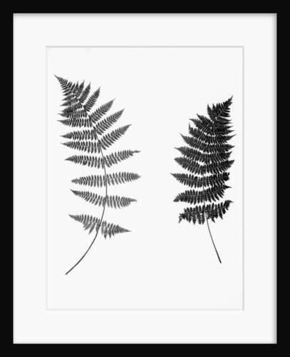 Photographic Study Of Fern Leaves by Anonymous