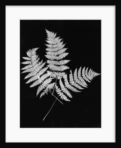 Photographic Study Of Fern Leaves by Anonymous