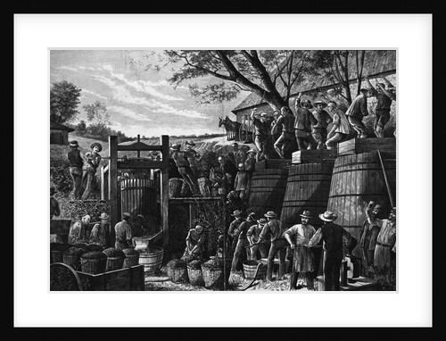 Chinese Laborer Pressing Grapes by Anonymous