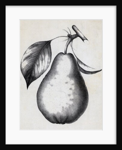Lithograph Of Bartlett Pear by Anonymous