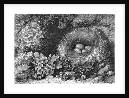 Engraving Of A Bird'S Nest With Eggs by Anonymous