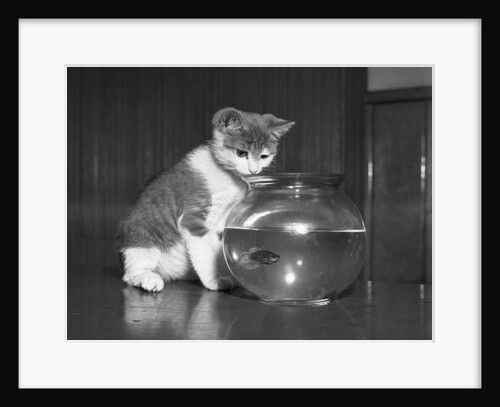 Kitten Watching Fish in a Bowl by Anonymous
