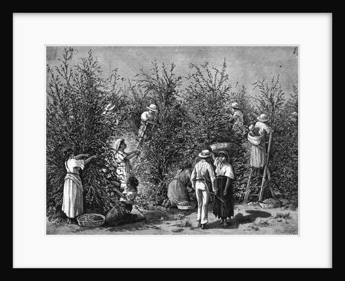 Coffee Picking In Costa Rica by Anonymous