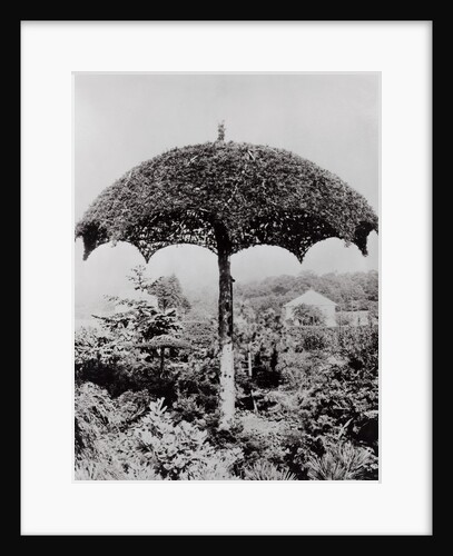 Umbrella Shaped Tree From Garden by Anonymous