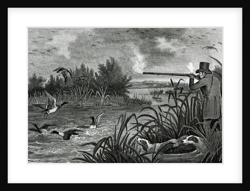 Engraving Of Duck Shooting by Anonymous
