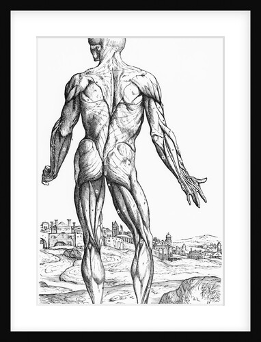 Woodcut Illustration of the Superficial Muscles in Posterior View by Andreas Vesalius