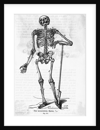 Human Body Skeleton by Anonymous
