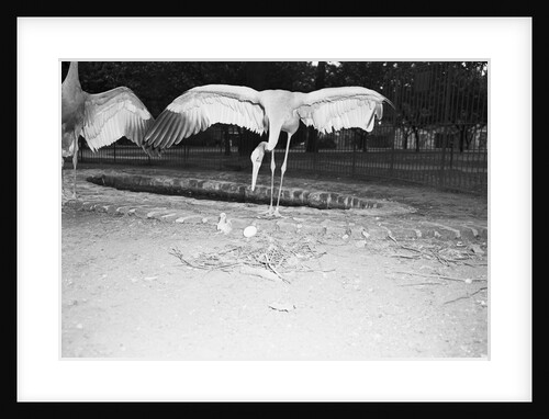 Crane Stretching Wings Above Baby Crane by Anonymous