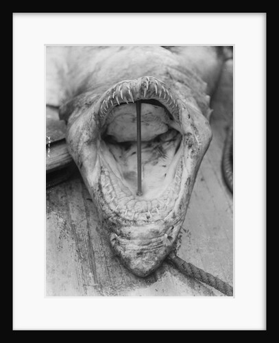 Head of Shark Lying Upside Down on Dock by Anonymous
