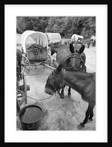 Mules Eating Hay W/Carts In Background by Anonymous