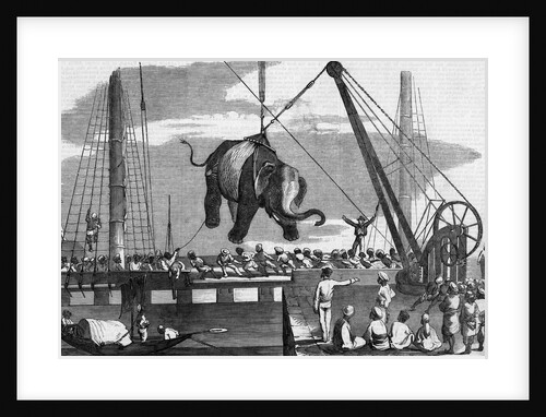 Unloading Elephants From Ship; Illustrat by Anonymous