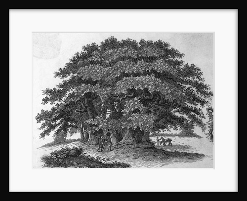 Engraving of a Chestnut Tree by Anonymous