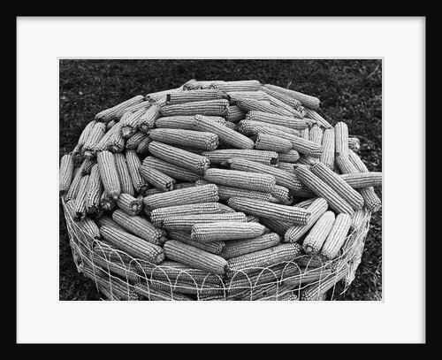 Hybrid Corn by Anonymous