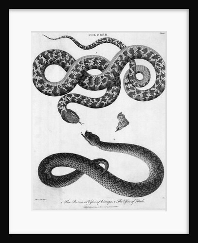 Engraved Illustration Of 2 Snakes by Anonymous