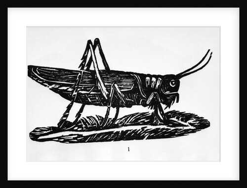 Woodcut Of A Grasshopper by Anonymous