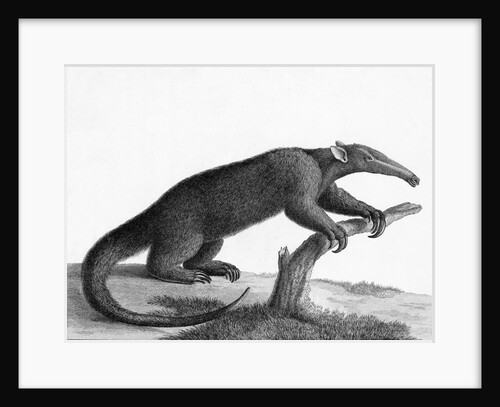 Engraving Of A Tamandua (Anteater) by Anonymous