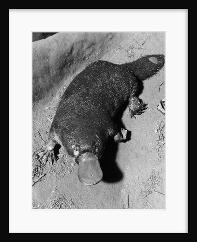 Platypus by Anonymous