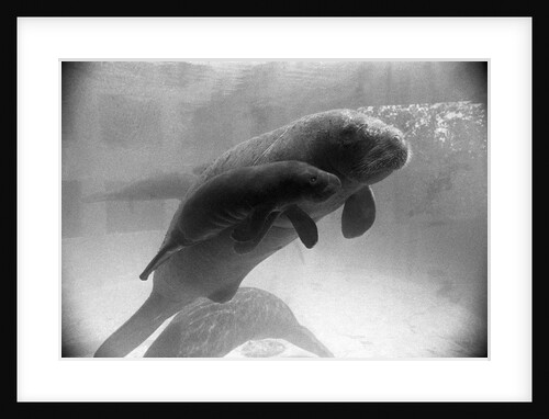 Manatee Mother and Newborn Swimming by Anonymous