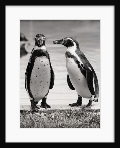 Two Penguins Standing Side By Side by Anonymous