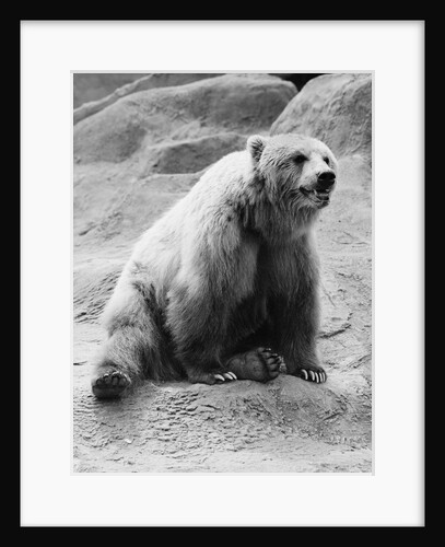 Kodiak Bear in Zoo by Anonymous