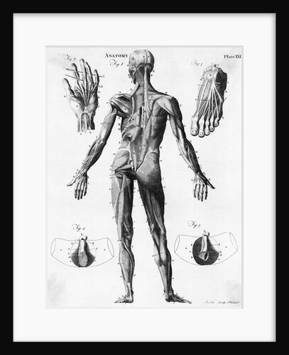 Anatomical Illus. Of Human Muscles by Anonymous