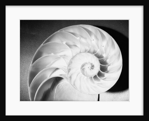 Cross Section of Nautilus Shell by Anonymous