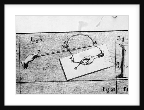 Illustration of Galvani's Frog Leg Experiment by Anonymous