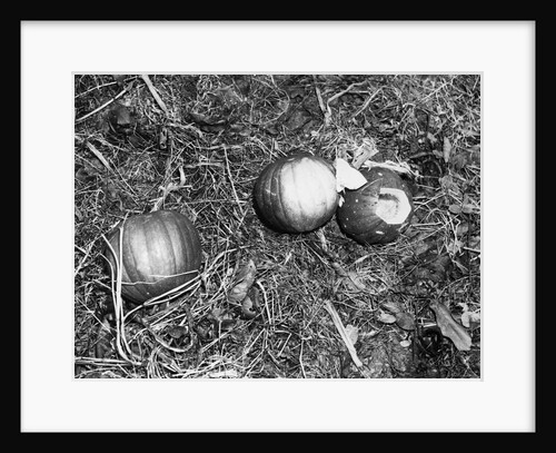 Pumpkin with Microfilms at Farm by Anonymous