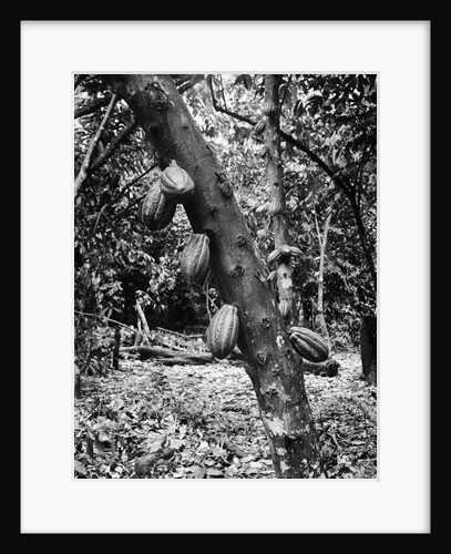 Cacao Trees In Plantation Fields by Anonymous