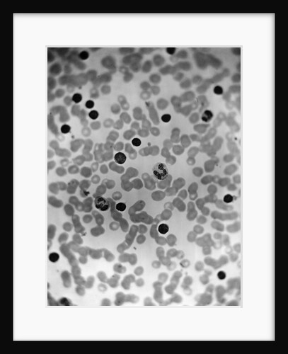 Microscopic View Of Human Blood by Anonymous