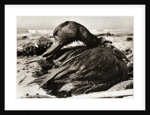 Oil-Covered Duck Struggles To Move by Anonymous