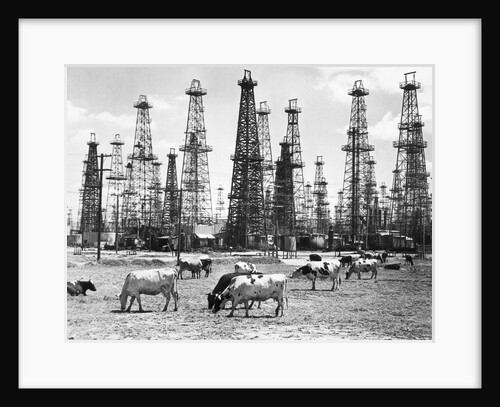 Cows Grazing Near Oil Wells by Anonymous
