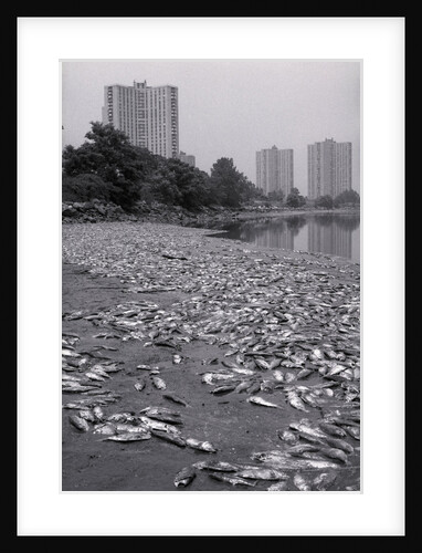 Dead Fish Covering Hutchinson Riverbank by Anonymous