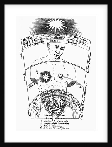 Diagram Of Male Torso & Intestines by Anonymous
