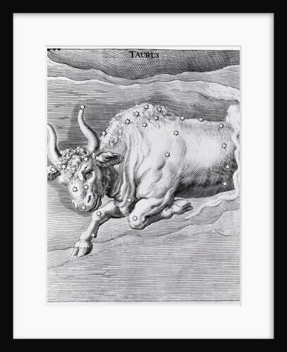 Engraving Of Taurus by Anonymous