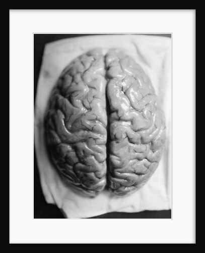 The Human Brain by Anonymous