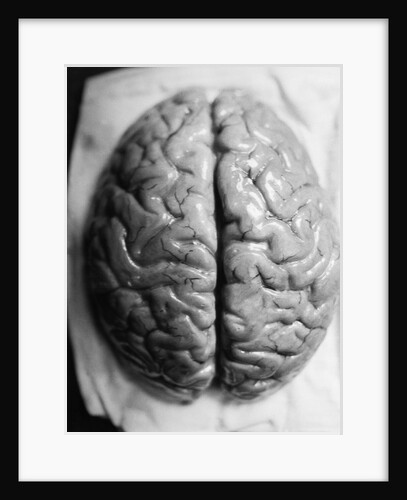 The Human Brain by Anonymous