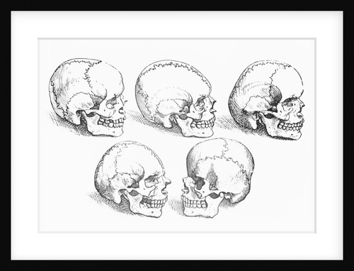Vesalius' Engraving Of 6 Human Skulls by Anonymous