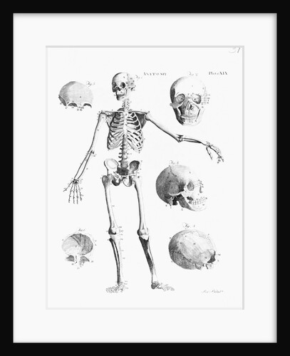 Full-Figure Skeleton Illus. W/Skulls by Anonymous