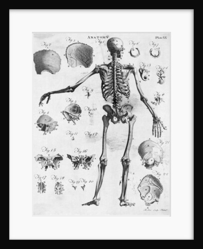Anatomy:The Human Skeleton Frame by Anonymous