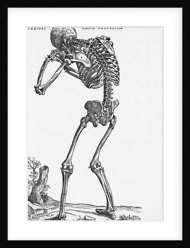 Skeleton Posterior by Anonymous